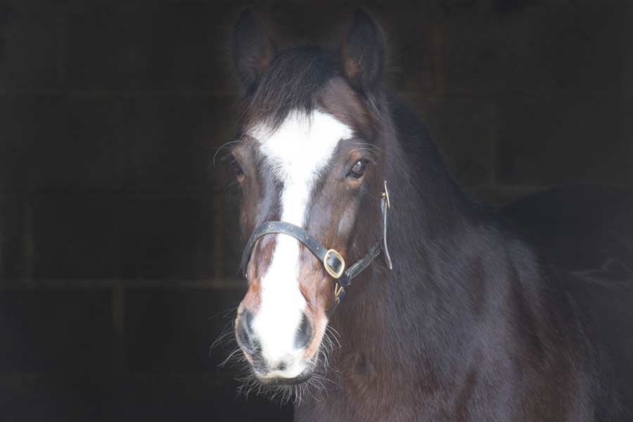 Shona The Team Lucy Postgate Riding School Lewes East Sussex