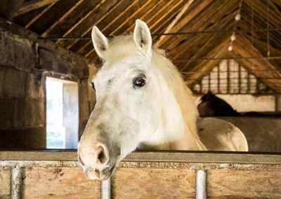 Storm in the stable Lucy Postgate Riding School Lewes image